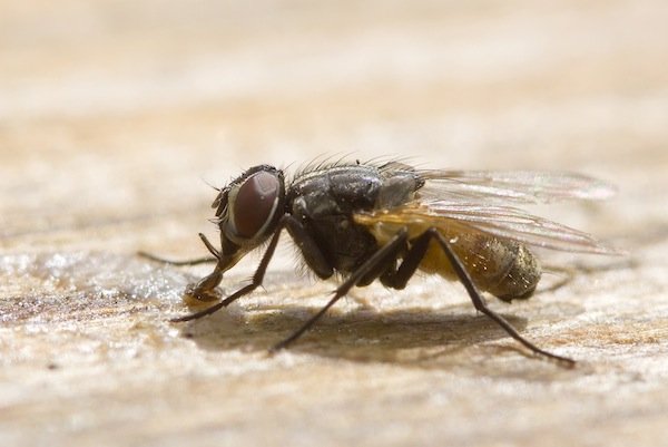house fly adult