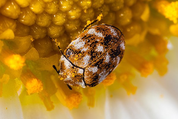 What Are Carpet Beetles? Carpet Beetle Facts & Information