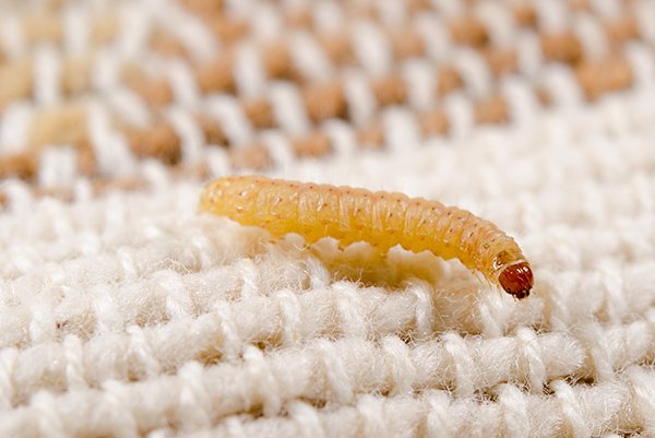 Addressing clothes moths - anything else you'd do? : r/pestcontrol