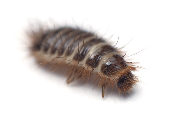 How to Know if You Have Carpet Beetles: 5 Signs to Look For