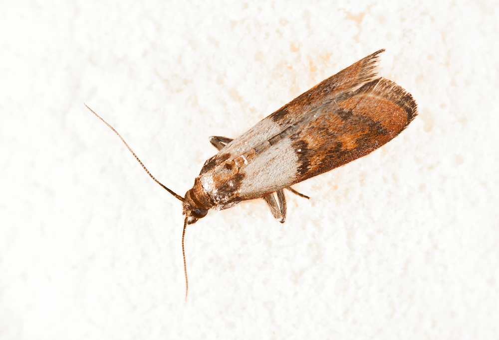 Pantry Moths – Pest Guide