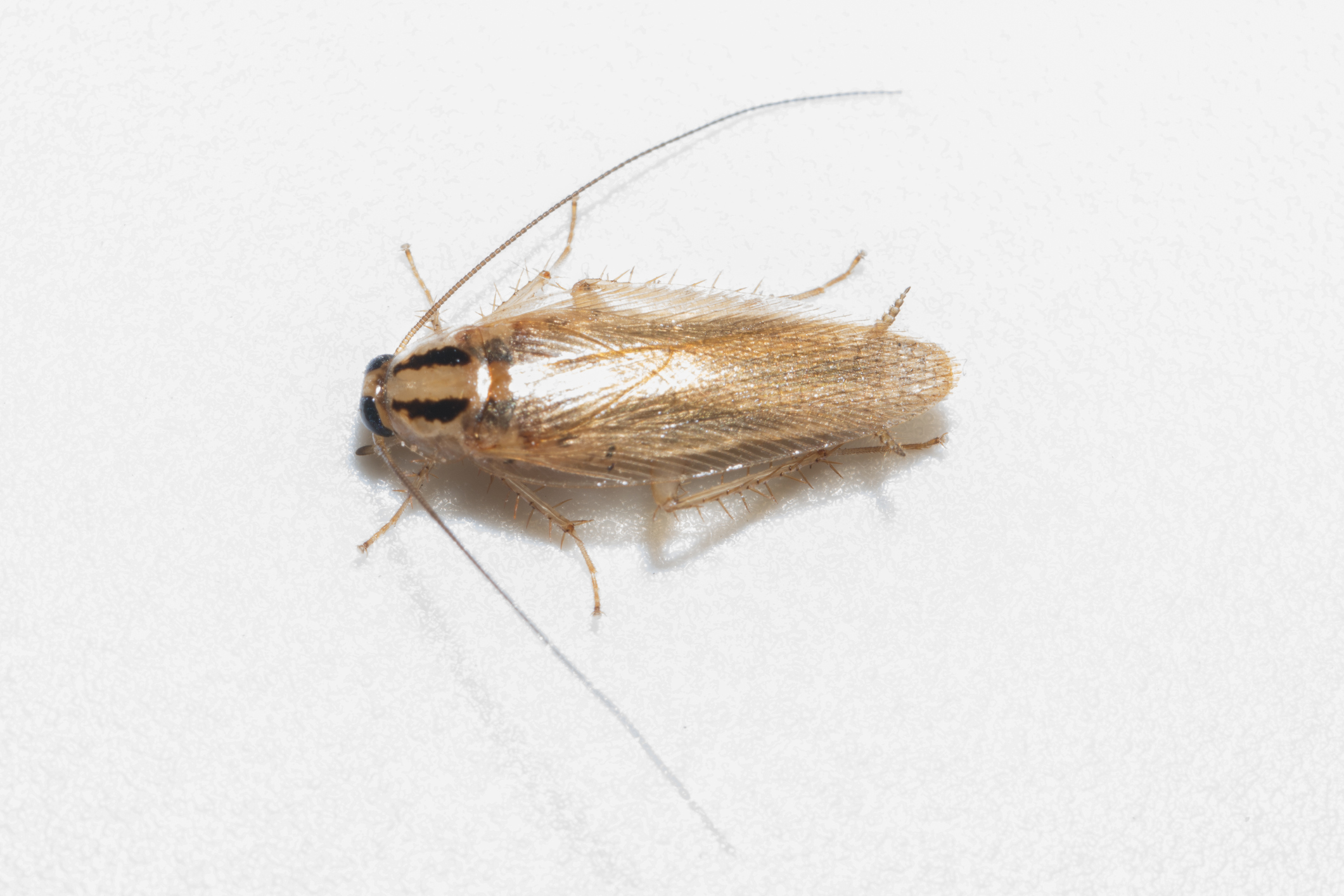 Cockroach Gel Baits – How do they work?- PestXpert