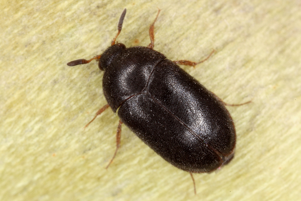 5 Facts About Carpet Beetles You Need to Know - PestXpert